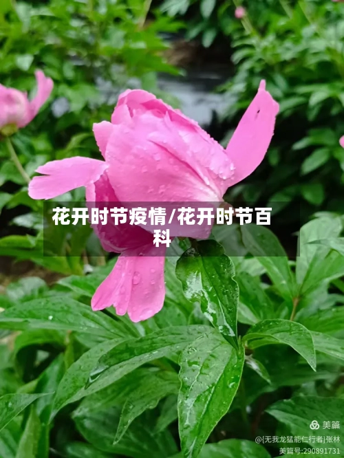花开时节疫情/花开时节百科-第2张图片